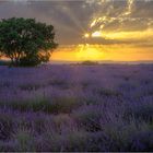 Sommerfarben der Provence