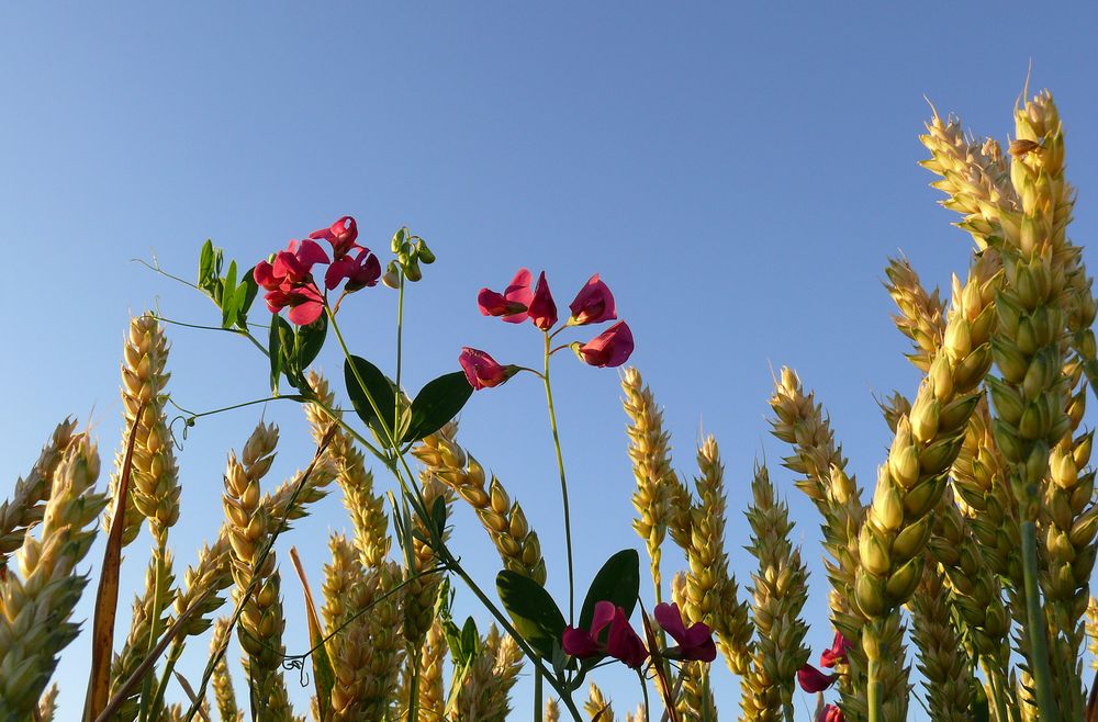 "Sommerfarben"