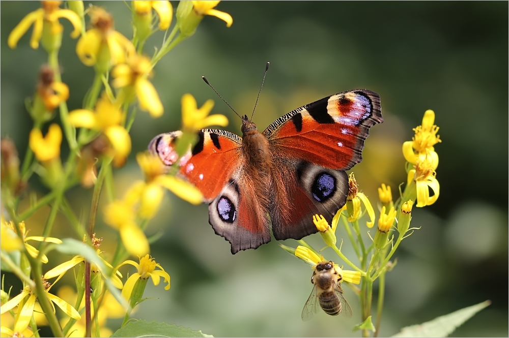 Sommerfarben