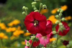 Sommerfarben