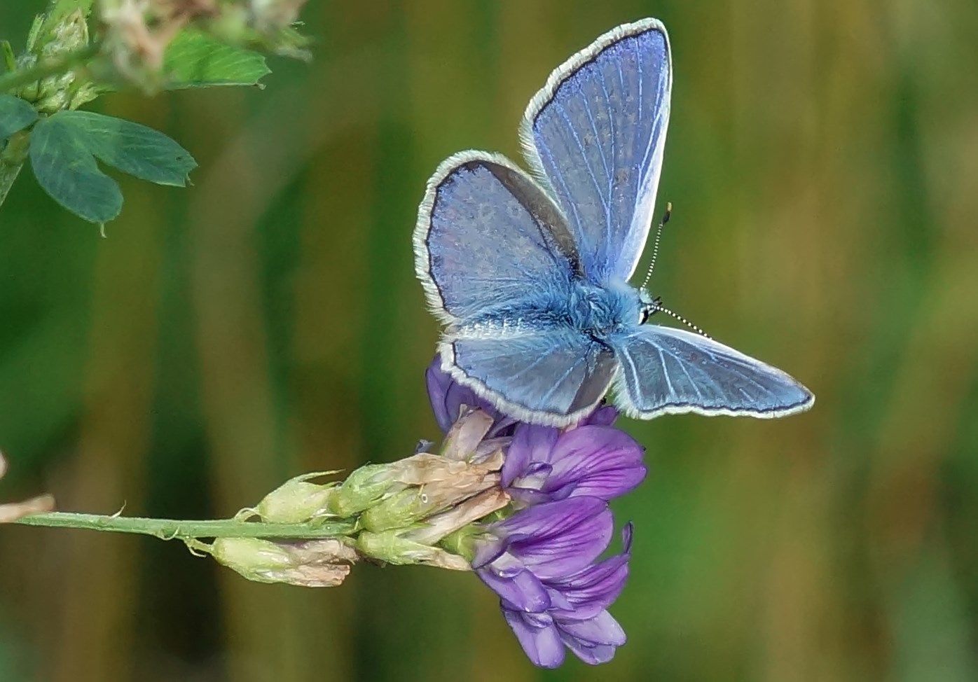 sommerfarben