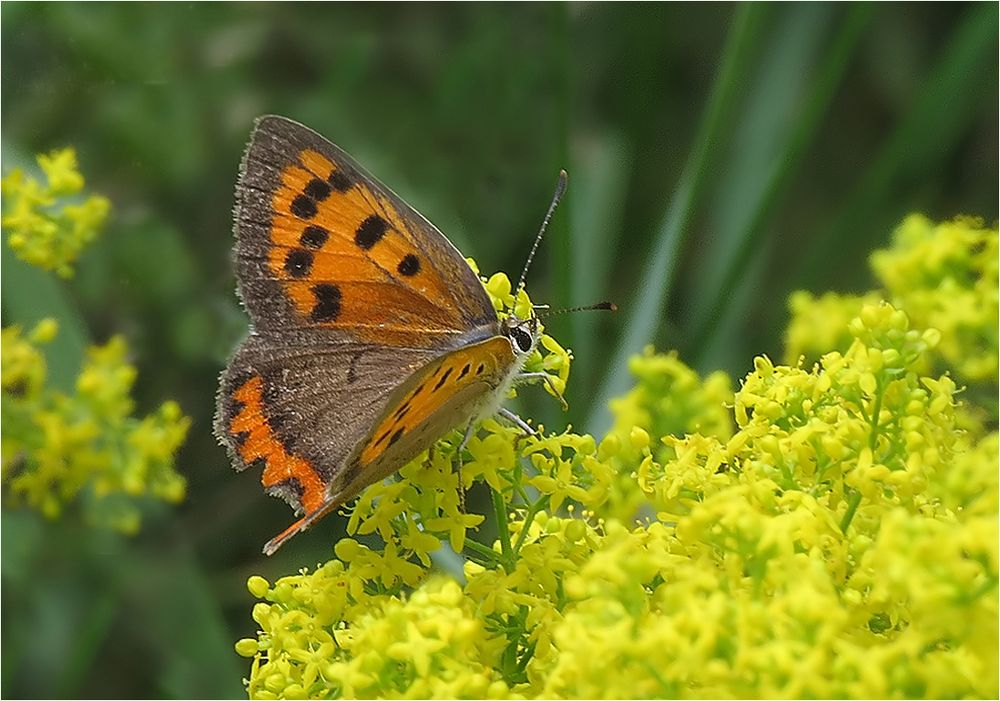  Sommerfarben