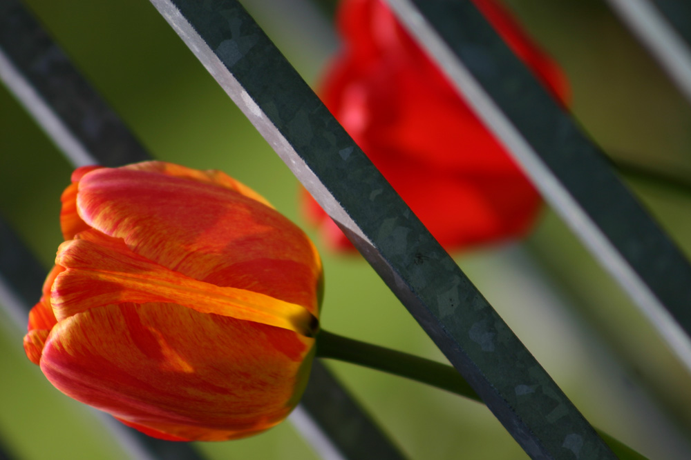 Sommerfarben im Frühling