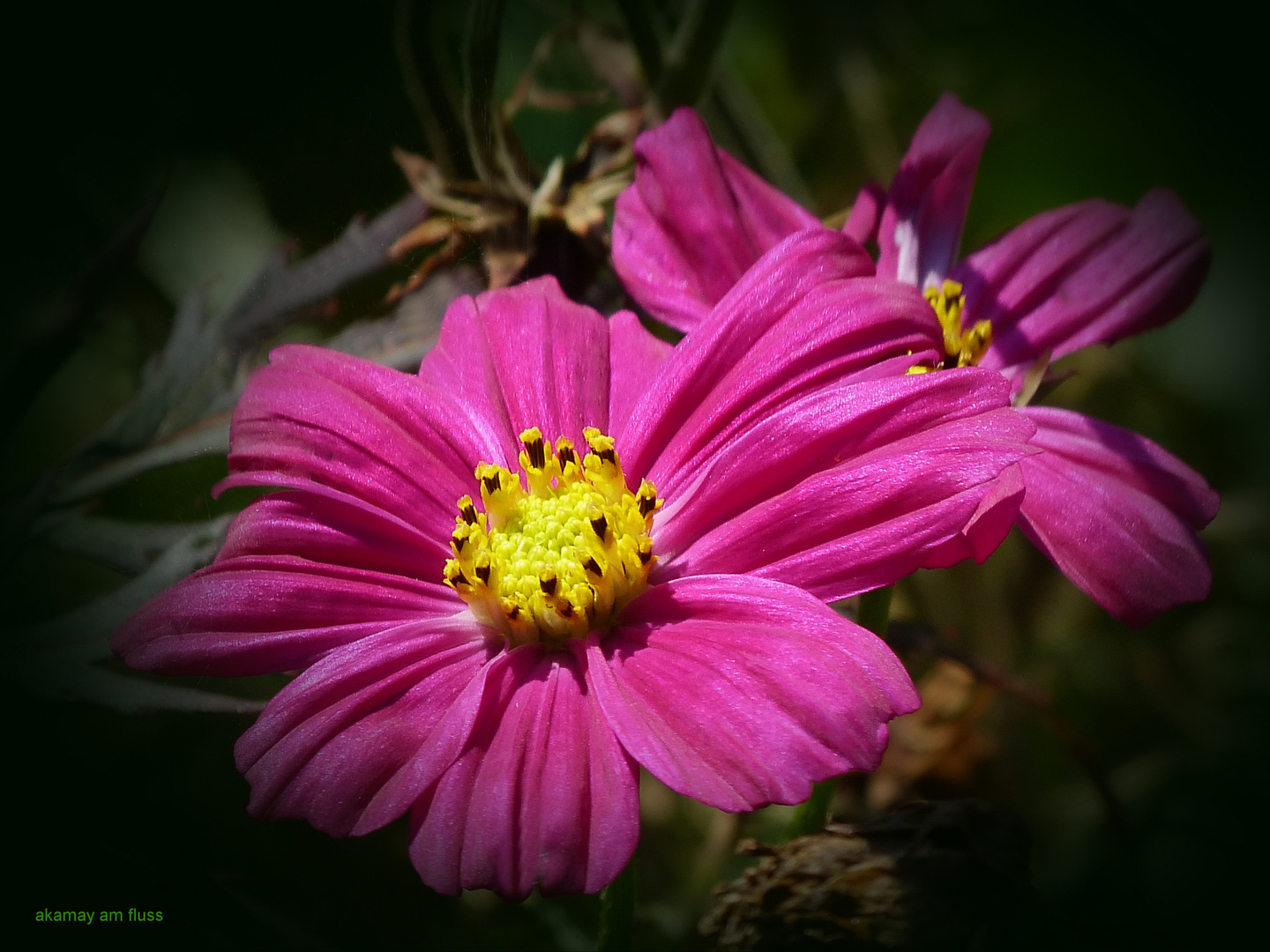 Sommerfarben im Garten