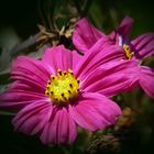 Sommerfarben im Garten