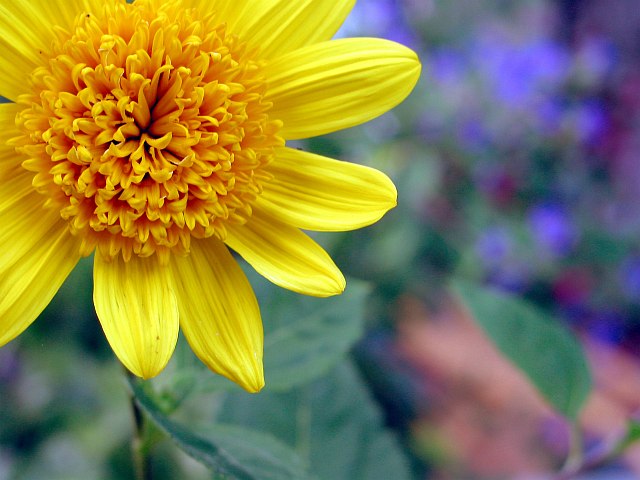 Sommerfarben im Garten