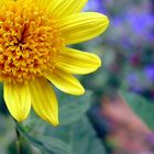 Sommerfarben im Garten