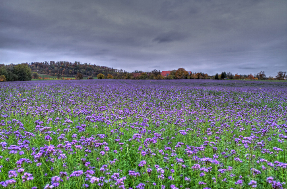 Sommerfarben im Herbst