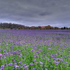 Sommerfarben im Herbst