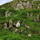 Sommerfarben in Alpen