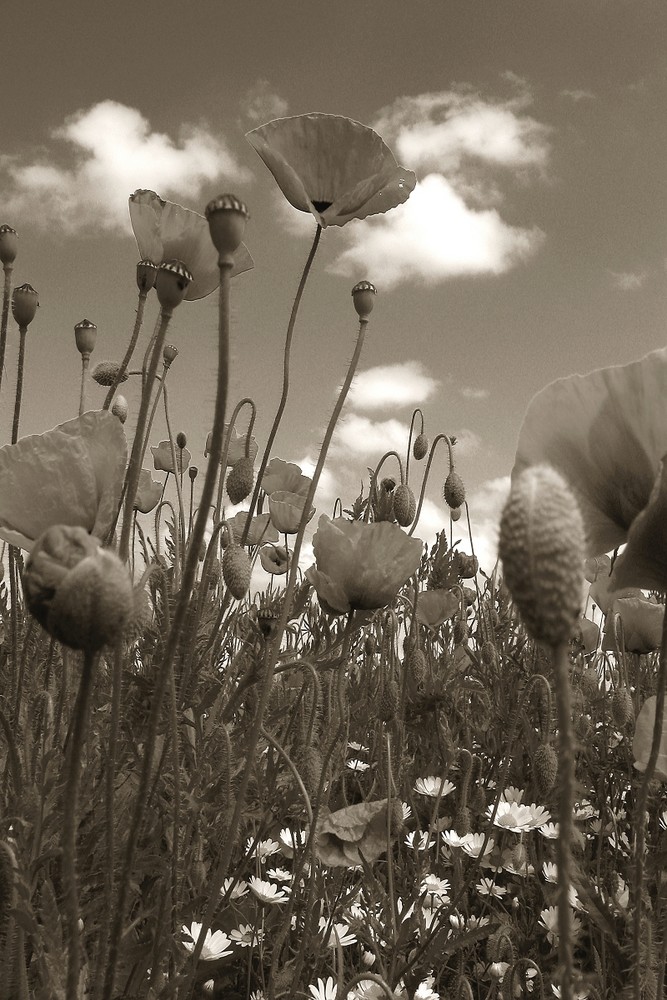 Sommerfarben - in SW