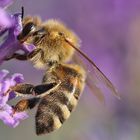 Sommerfarben mit Bienenmakro am Lavendel