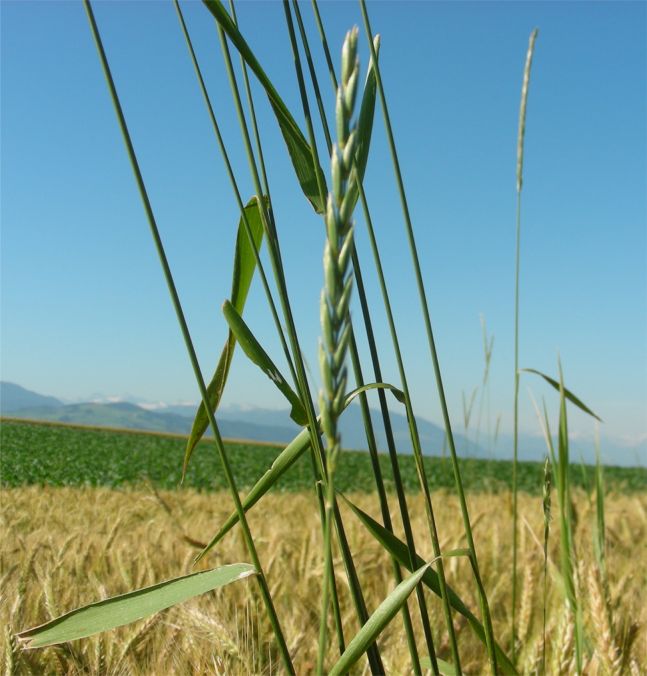 Sommerfarben oder Natur Filigran