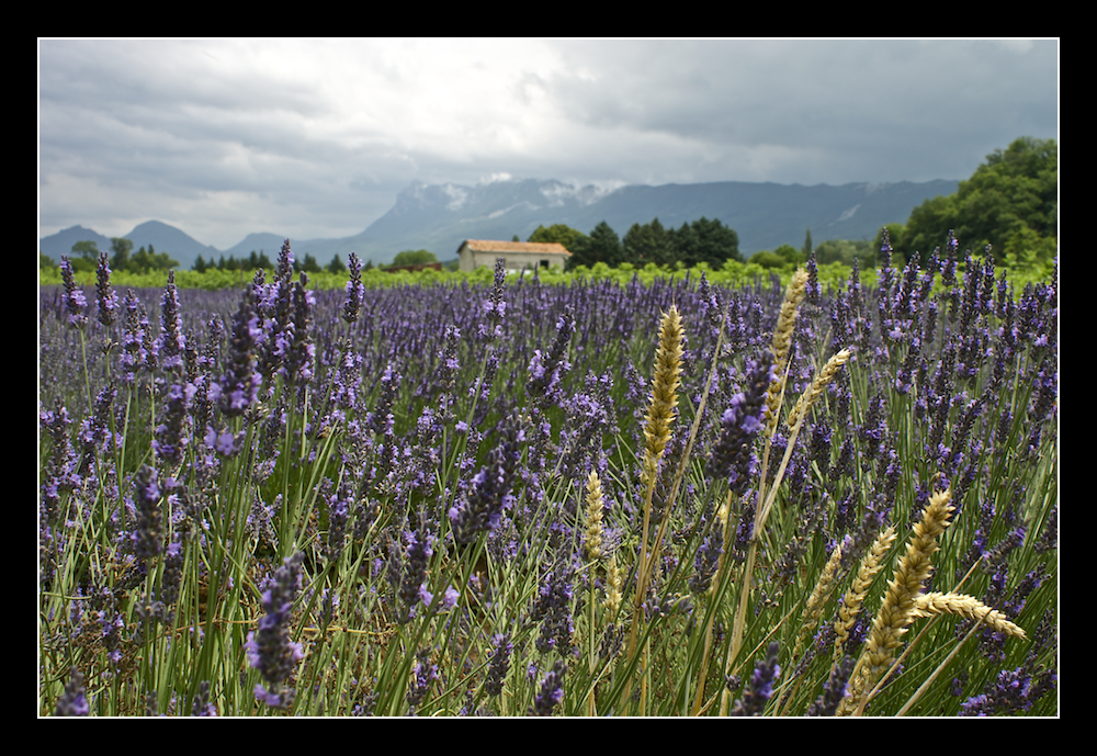 SommerFarben/5 - Vercors