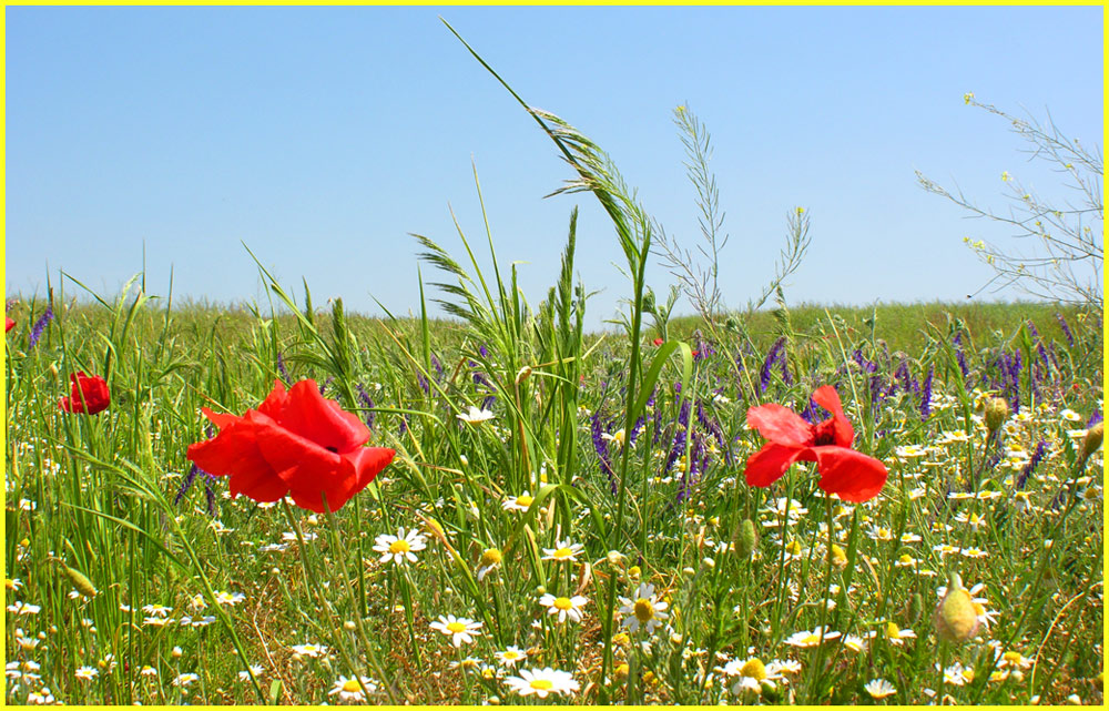 Sommerfarbenblumenwiese