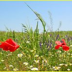 Sommerfarbenblumenwiese