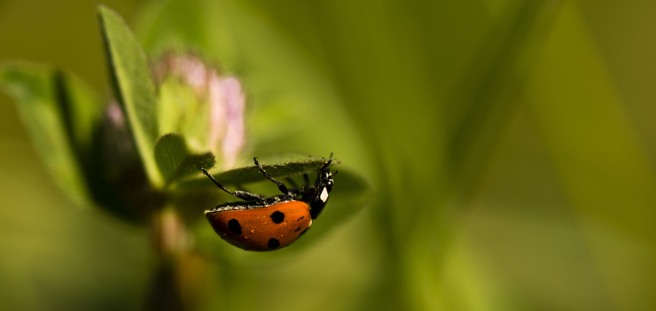 Sommerfeeling