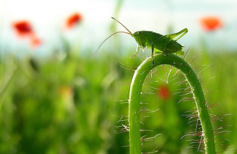 Sommerfeeling