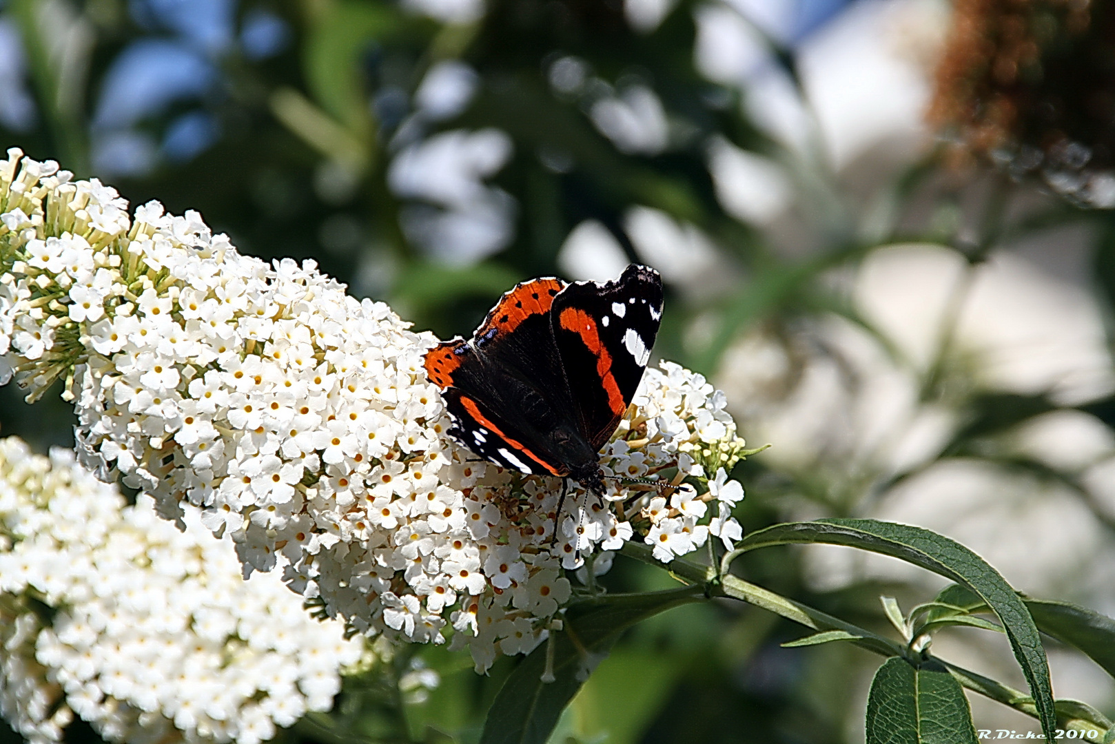 Sommerfeeling