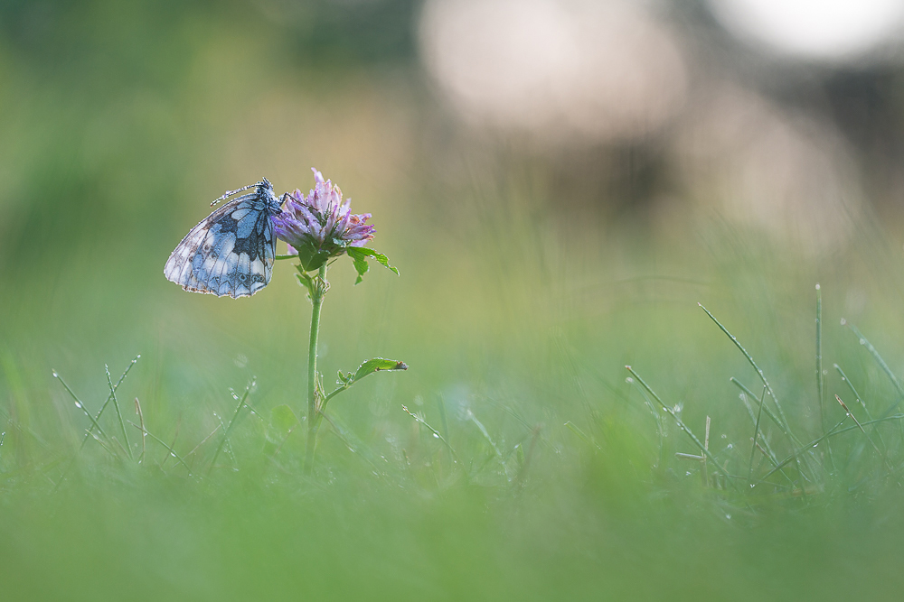 ~ sommerfeeling ~