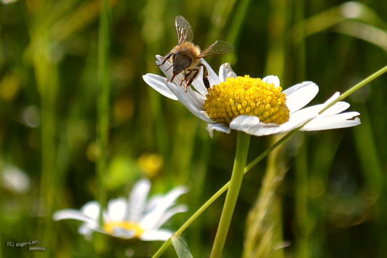 Sommerfeeling