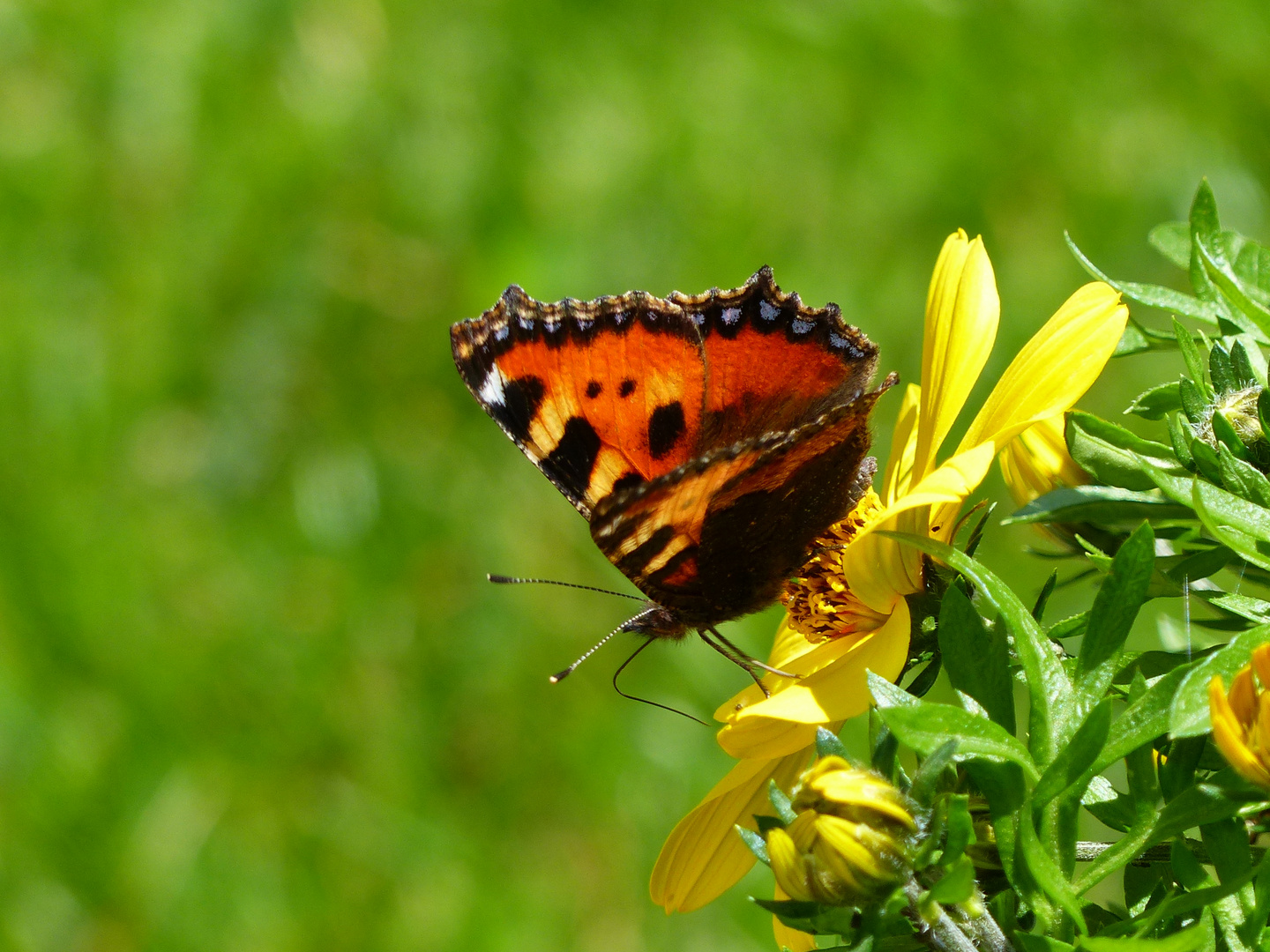 Sommerfeeling