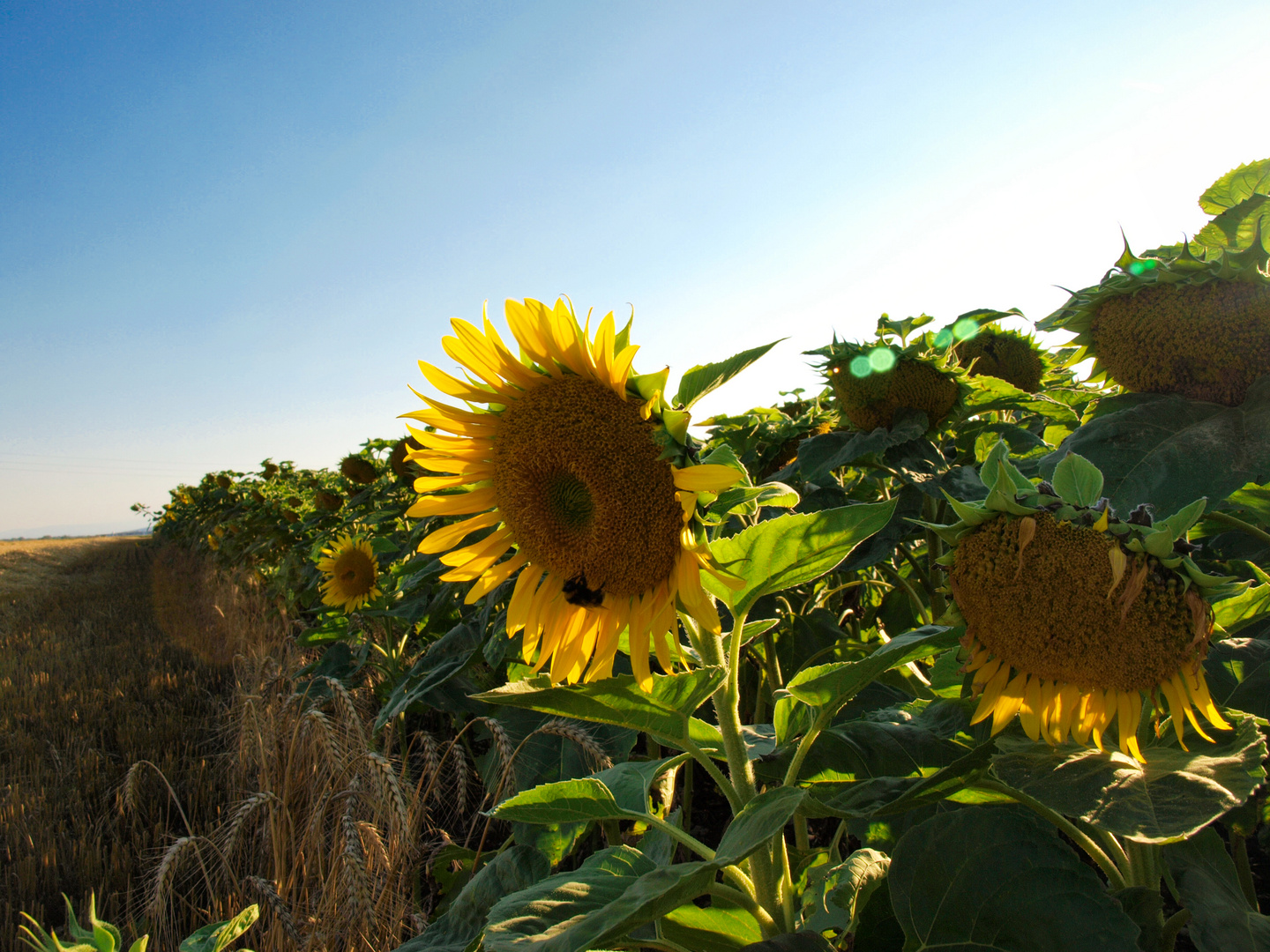 Sommerfeeling!