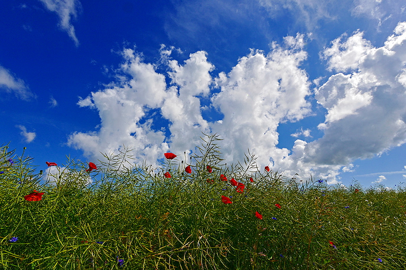 Sommerfeeling...