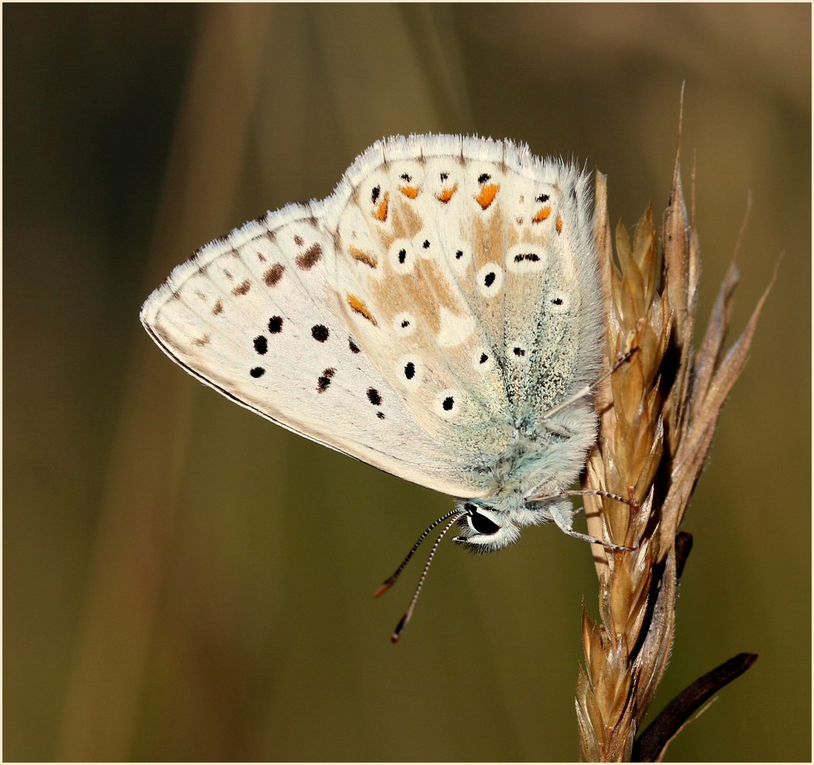 Sommerfeeling...