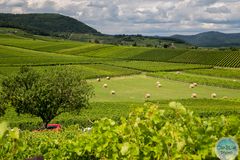 Sommerfeeling auf der kleinen Kalmit mit Blick auf die Weinberge