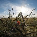 Sommerfeeling auf Fehmarn