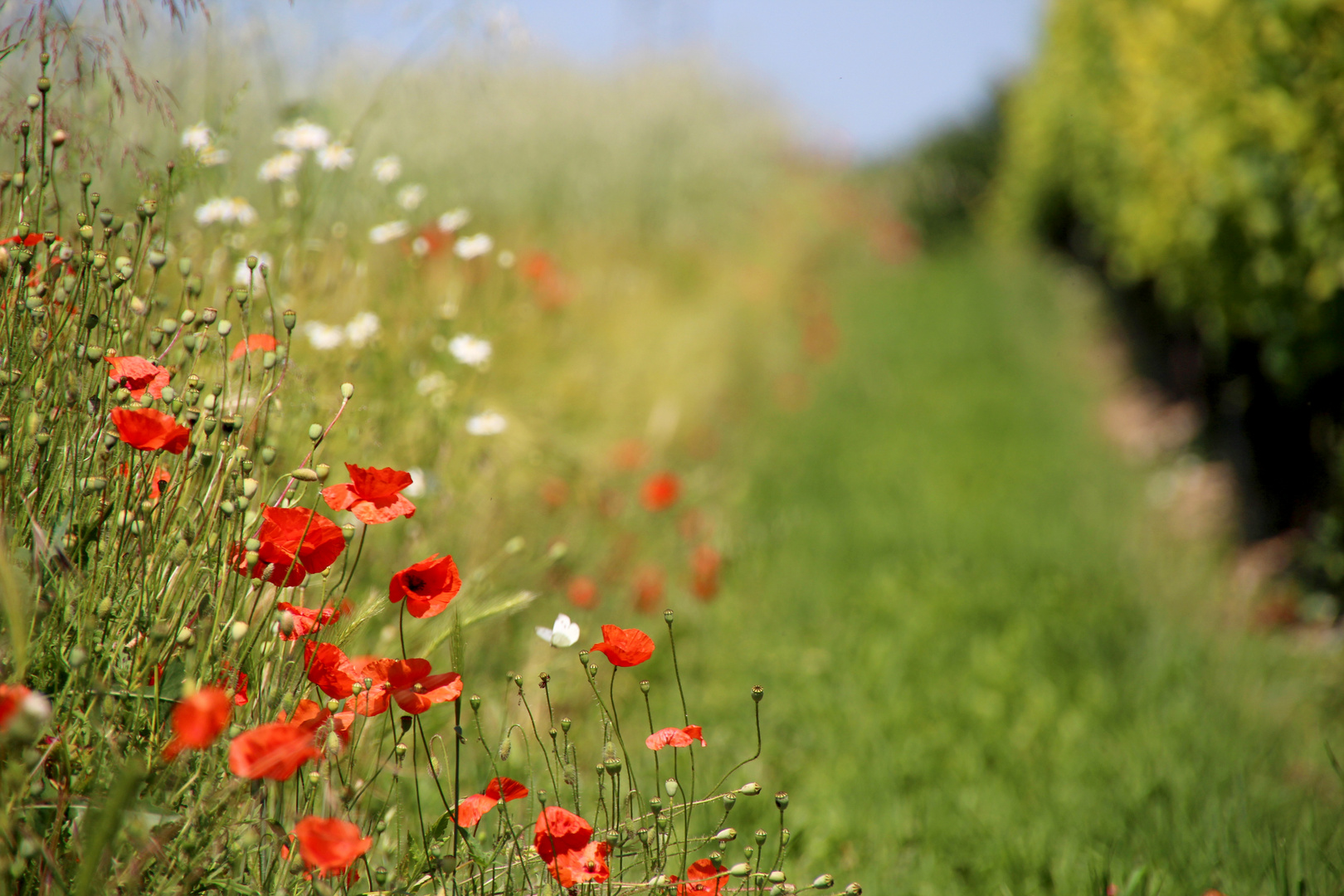 Sommerfeeling