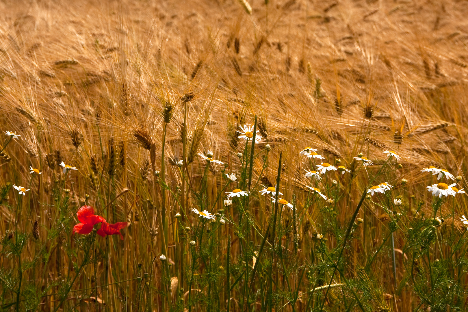 Sommerfeeling pur...