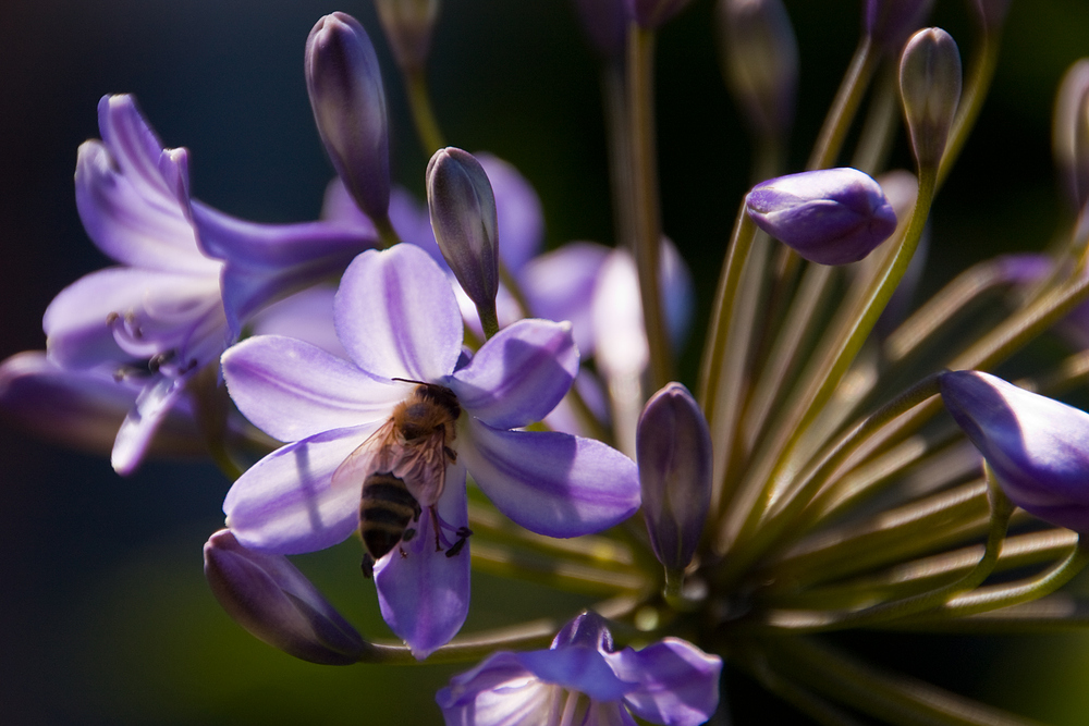 Sommerfeeling pur - Biene an Agapanthus