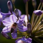 Sommerfeeling pur - Biene an Agapanthus