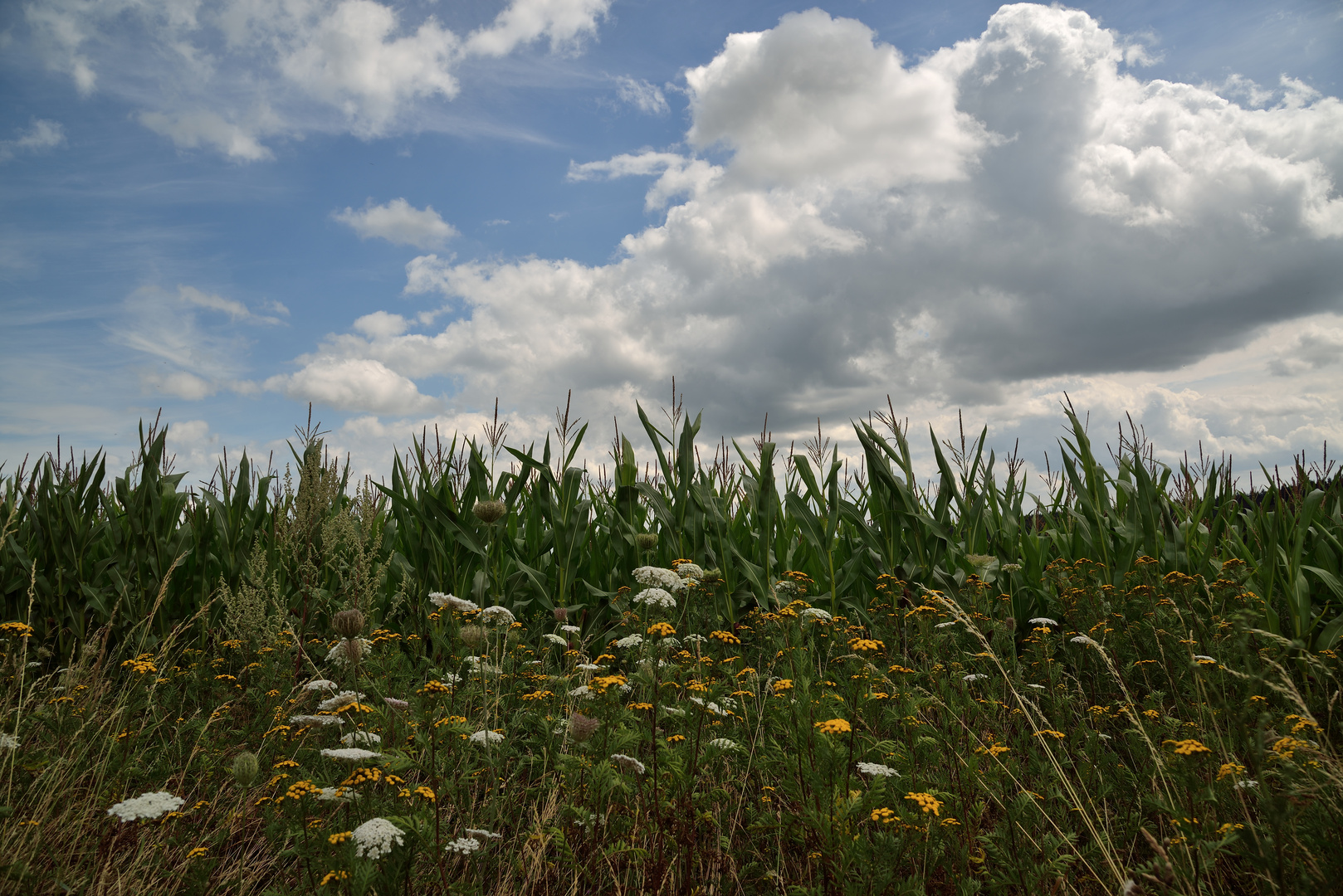 Sommerfeld