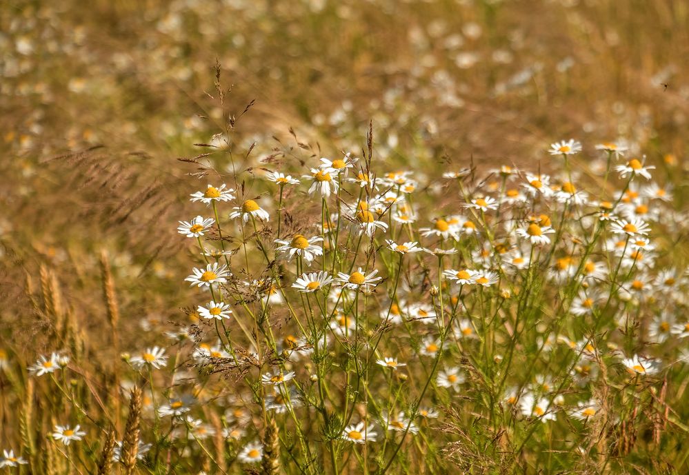 SommerFeld