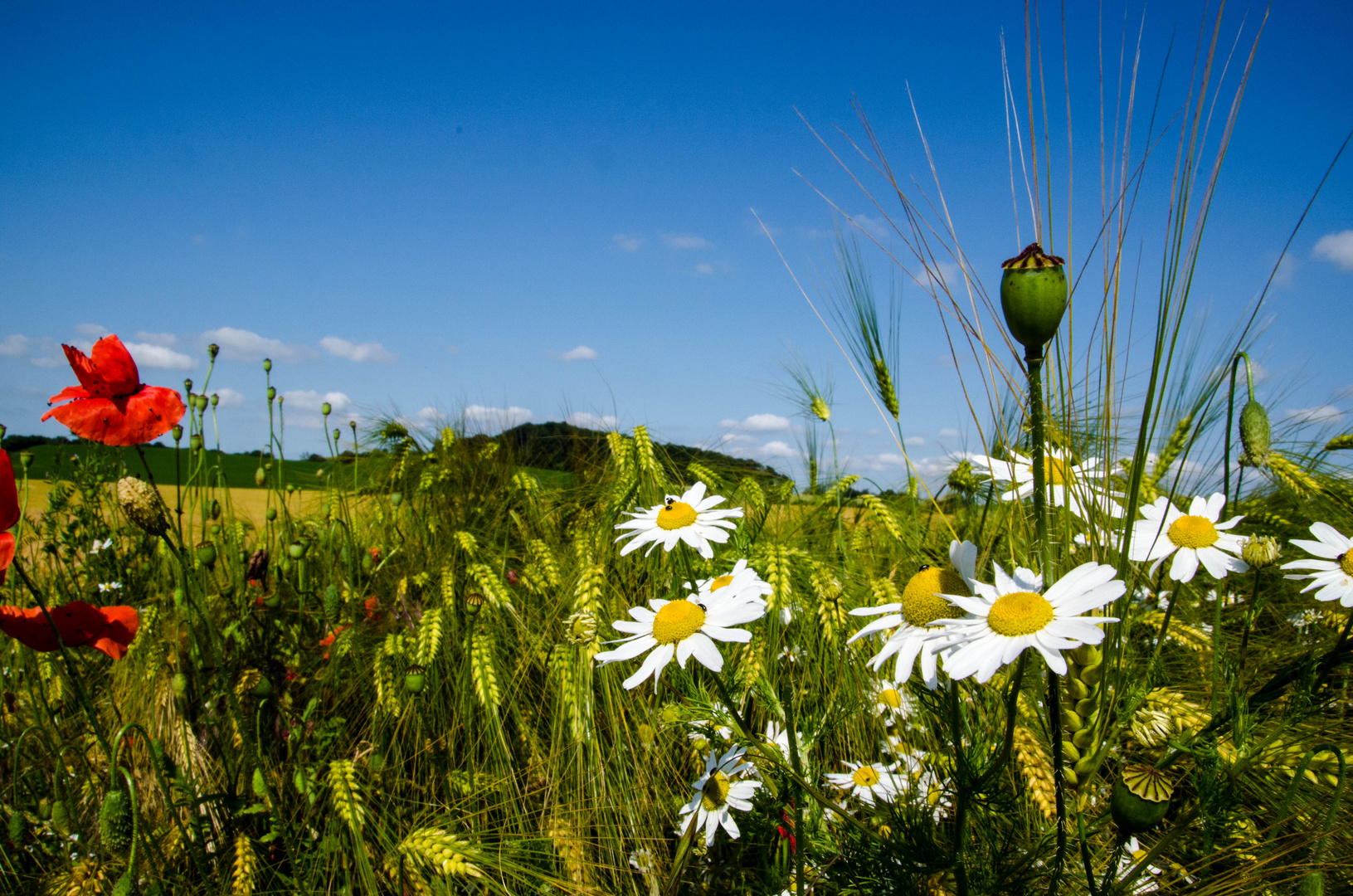 Sommerfeld