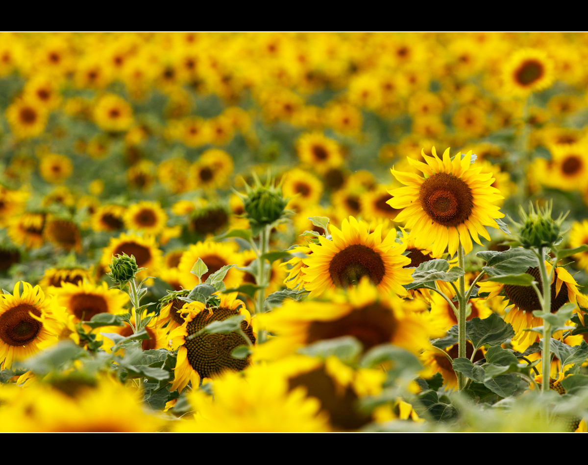 Sommerfeld Foto & Bild landschaft, Äcker, felder & wiesen, kurzreisen