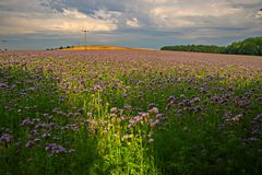 Sommerfeld am Morgen