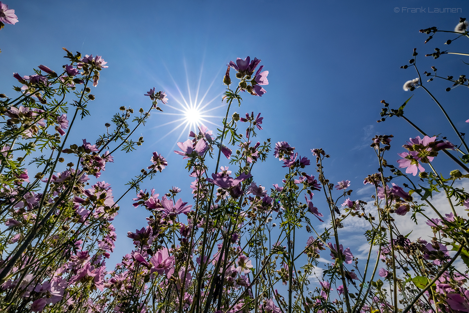 Sommerfeld am Niederrhein