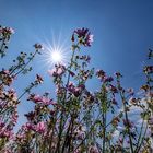 Sommerfeld am Niederrhein