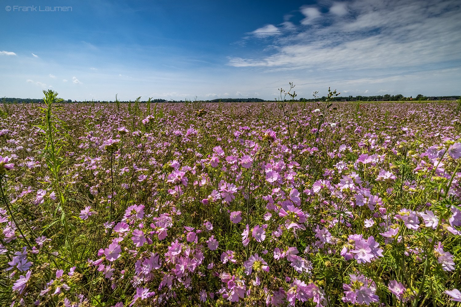 Sommerfeld am Niederrhein