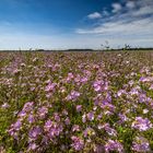 Sommerfeld am Niederrhein