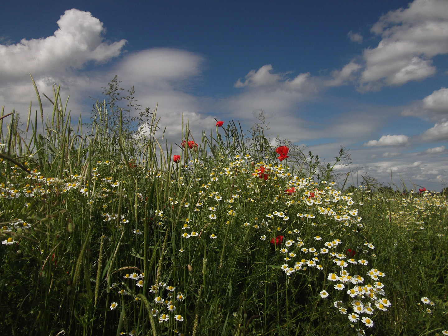 Sommerfeld.