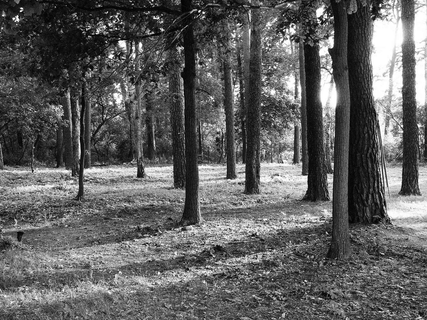 Sommerfeld Friedhof der Lungenheilanstalt