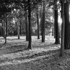 Sommerfeld Friedhof der Lungenheilanstalt