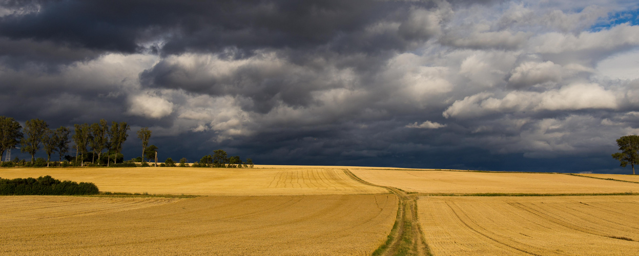 Sommerfeld in Rheinhessen