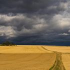 Sommerfeld in Rheinhessen