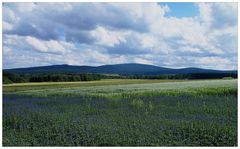 Sommerfeld mit Gipfelblick